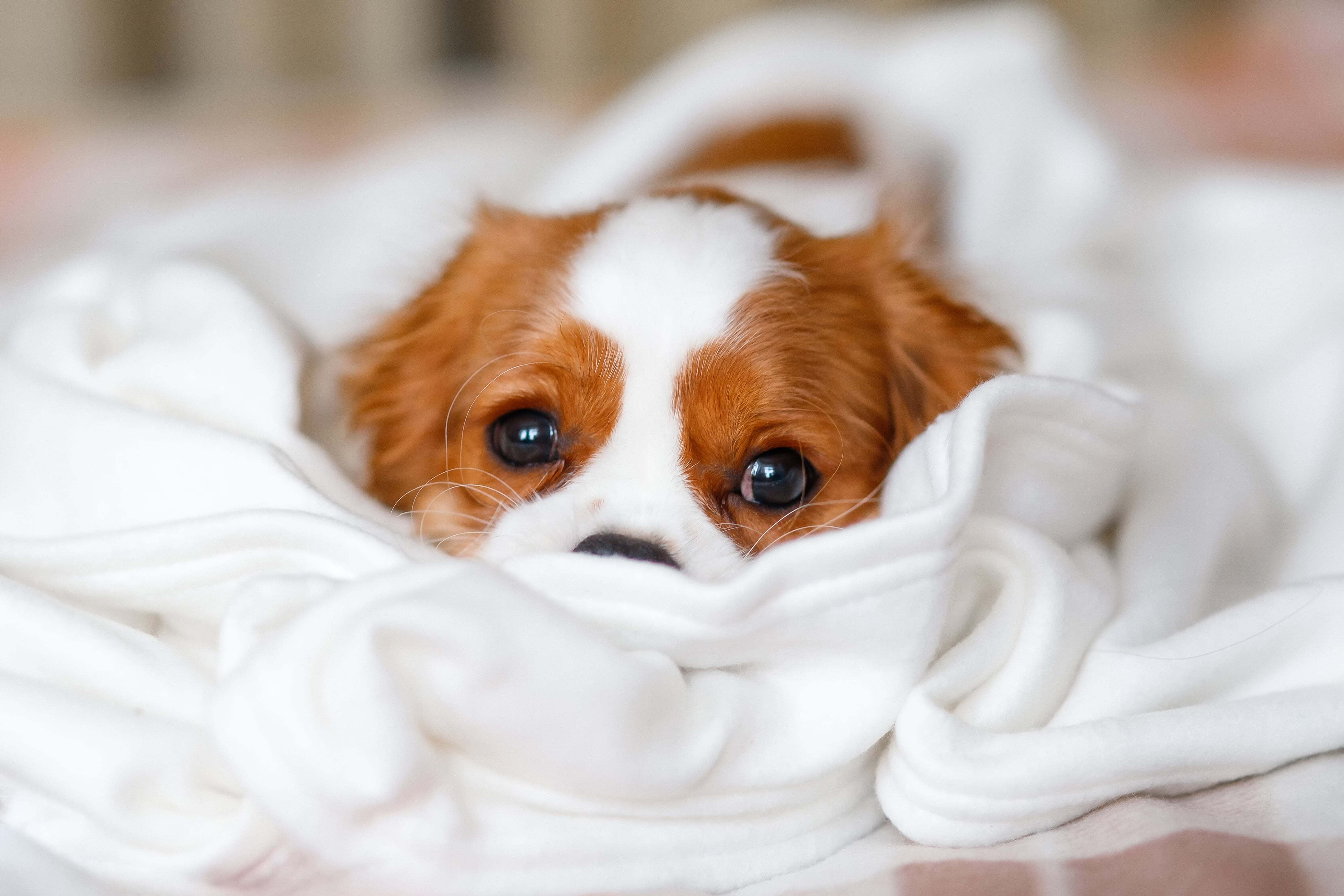 A importância de ter o Fidelidade Pets