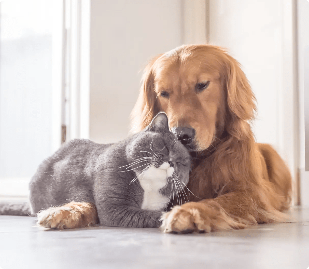 Pets